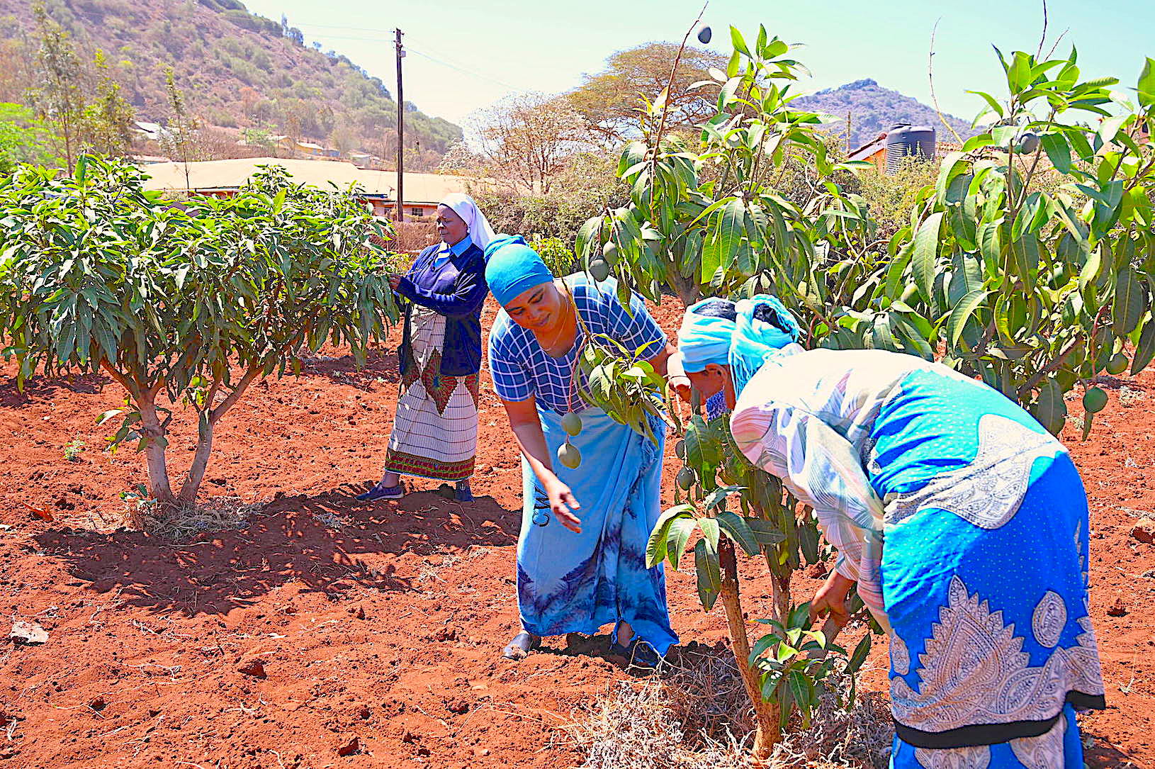 Women groups save key forest to tackle climate change in northern Kenya